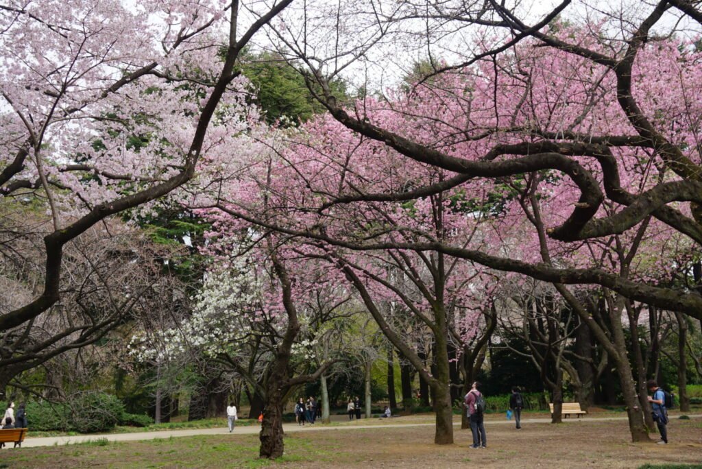 Cherry Blossom